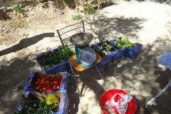 Δέκα στρέμματα αλληλεγγύης καλλιεργούν οι Ηρακλειώτες