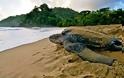 Τραυματισμένη θαλάσσια χελώνα επέστρεψε στο φυσικό της περιβάλλον