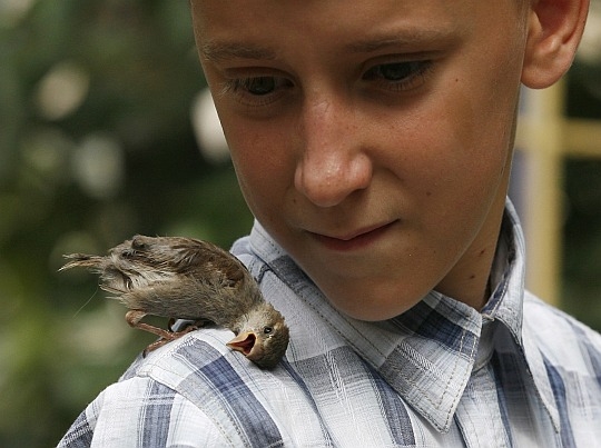 Τρυφερή φιλία ενός αγοριού με ένα άγριο σπουργίτι! - Φωτογραφία 3