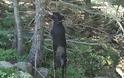 Ηλεία: Βρέθηκε σκύλος κρεμασμένος σε στάνη