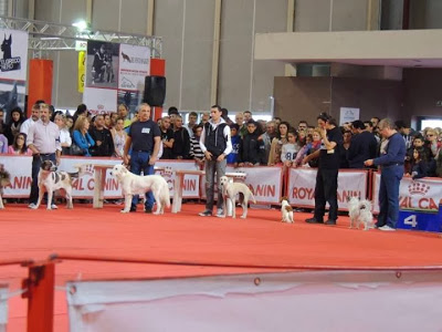 Χιλιάδες επισκέπτες στο International Dog Festival Athens 2013! - Φωτογραφία 2