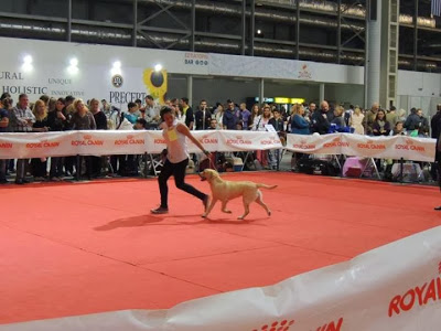 Χιλιάδες επισκέπτες στο International Dog Festival Athens 2013! - Φωτογραφία 4