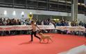 Χιλιάδες επισκέπτες στο International Dog Festival Athens 2013! - Φωτογραφία 4