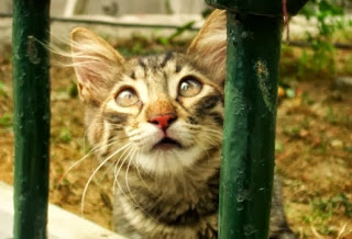 Απίστευτη κτηνωδία στο Βόλο: Διεστραμμένος βίασε γάτα - Φωτογραφία 1