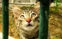 Απίστευτη κτηνωδία στο Βόλο: Διεστραμμένος βίασε γάτα