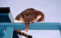 Γάτες που προσπαθούν να πιάσουν την ουρά τους [Video]