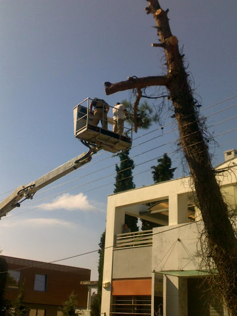 Πεντάωρη επιχείρηση του δήμου Πυλαίας-Χορτιάτη στο Πανόραμα για τον απεγκλωβισμό δένδρου από τα καλώδια της ΔΕΗ - Φωτογραφία 2