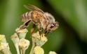 Οι εξατμίσεις των πετρελαιοκίνητων αυτοκινήτων απειλούν τις μέλισσες;