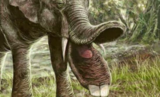 Οι ελέφαντες με τις προβοσκίδες-ράμφη - Φωτογραφία 1