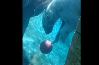 Aρκούδα παίζει μπάσκετ κάτω από το νερό! [video] - Φωτογραφία 1