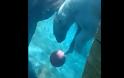 Aρκούδα παίζει μπάσκετ κάτω από το νερό! [video]