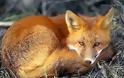 Ξεκινά την Παρασκευή πρόγραμμα εμβολιασμού αλεπούδων κατά της λύσσας