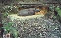 Εξαφανισμένος ρινόκερος της Σουμάτρας εμφανίστηκε στην Ινδονησία [video]