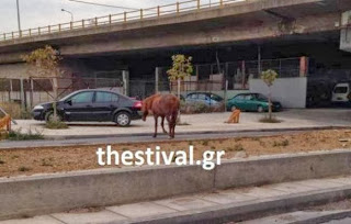 Άλογο... έκοβε βόλτες στους δρόμους της Θεσσαλονίκης - Φωτογραφία 1