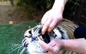 Αφαίρεση χαλασμένου δοντιού από το στόμα μιας τίγρης [Video]