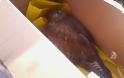 Φθιώτιδα: Ακόμα ένα τραυματισμένο γεράκι βρέθηκε στο Μπράλο