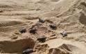 Τριάντα νεογέννητα χελωνάκια στην Αγία Άννα της Νάξου