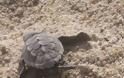 Τριάντα νεογέννητα χελωνάκια στην Αγία Άννα της Νάξου - Φωτογραφία 2