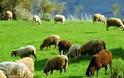 Τα μέτρα του ΥπΑΑΤ για την αντιμετώπιση της ευλογιάς σε πρόβατα του Έβρου