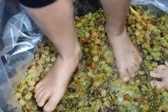 Πάτησαν σταφύλια στην αυλή του σχολείου τους!