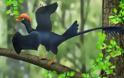 Ανακαλύφθηκε προϊστορικό πτηνό με δυο ουρές