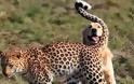 Ο πανέξυπνος σκύλος που κατάφερε να ξεγελάσει μια λεοπάρδαλη