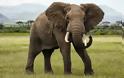 Οι ελέφαντες καταλαβαίνουν αμέσως τις ανθρώπινες χειρονομίες όπως κανένα άλλο ζώο