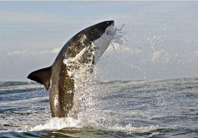 Δείτε τον πιο μεγάλο και τρομακτικό καρχαρία στον κόσμο 6 μέτρα!!! - Φωτογραφία 10