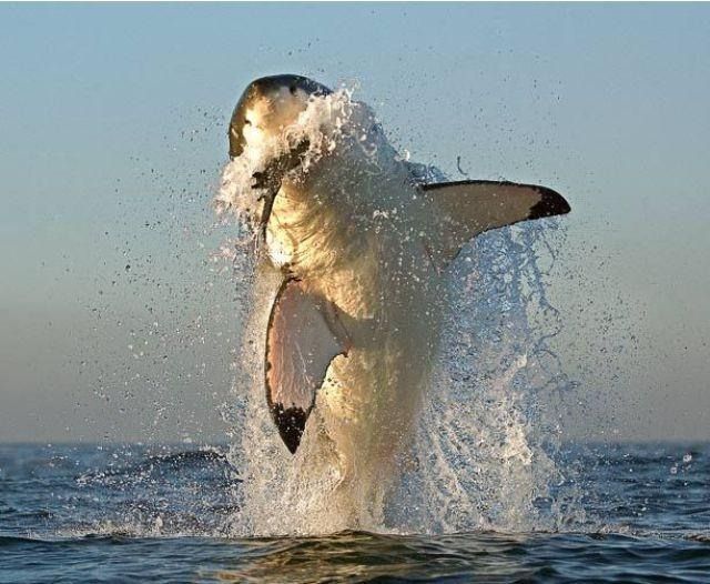 Δείτε τον πιο μεγάλο και τρομακτικό καρχαρία στον κόσμο 6 μέτρα!!! - Φωτογραφία 12