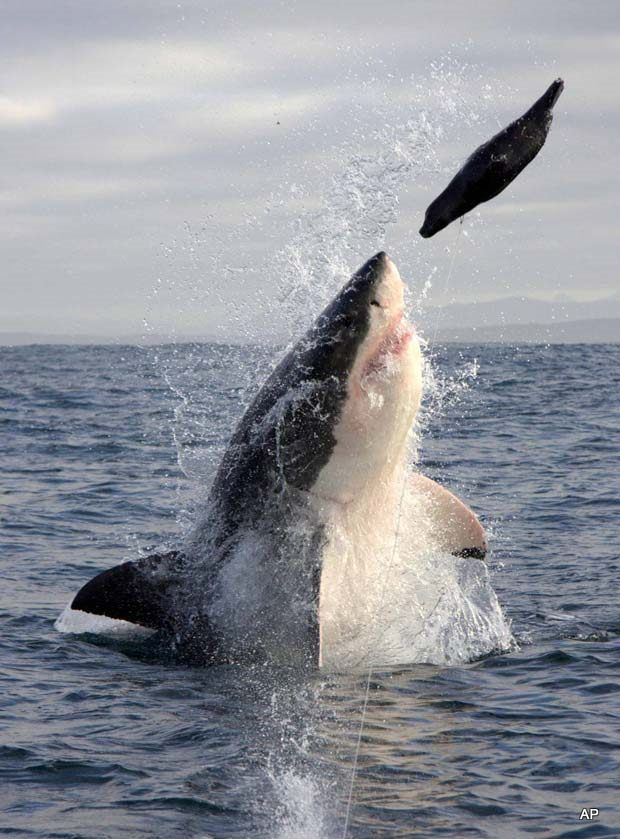Δείτε τον πιο μεγάλο και τρομακτικό καρχαρία στον κόσμο 6 μέτρα!!! - Φωτογραφία 2