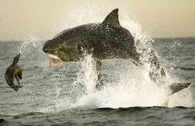 Δείτε τον πιο μεγάλο και τρομακτικό καρχαρία στον κόσμο 6 μέτρα!!! - Φωτογραφία 9