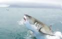 Δείτε τον πιο μεγάλο και τρομακτικό καρχαρία στον κόσμο 6 μέτρα!!! - Φωτογραφία 4
