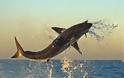 Δείτε τον πιο μεγάλο και τρομακτικό καρχαρία στον κόσμο 6 μέτρα!!! - Φωτογραφία 7