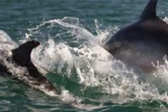 Εξερευνώντας τον Αμβρακικό παρέα με τους Seacleaners [video]