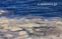 Εξερευνώντας τον Αμβρακικό παρέα με τους Seacleaners [video] - Φωτογραφία 2