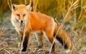 Ανακοίνωση από το τμήμα κτηνιατρικής της Μ.Ε. Θεσσαλονίκης της Π.Κ.Μ. για 2 νέα κρούσματα λύσσας σε κόκκινη αλεπού
