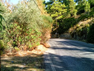 Εγκληματική η παρέμβαση της Περιφέρειας στο μοναδικό Πλατανόδασος της Αττικής - Φωτογραφία 8