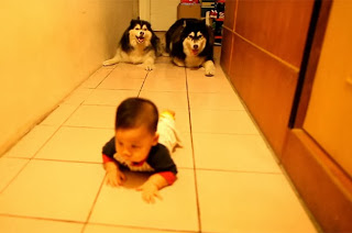 Σκύλοι μιμούνται το μπουσούλημα ενός μωρού [video] - Φωτογραφία 1