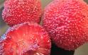 ΔΕΙΤΕ: Παράξενα φρούτα που δεν έχετε ξαναδεί - Φωτογραφία 10
