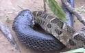 ΕΝΤΥΠΩΣΙΑΚΟ VIDEO: Φίδι καταπίνει φίδι