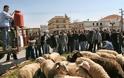 Αποφασίζουν την Πέμπτη για απεργίες οι κτηνοτρόφοι
