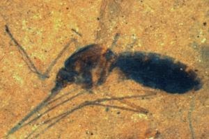 Ανακαλύφθηκε κουνούπι 46 εκατομμυρίων ετών με αίμα στο στομάχι του - Φωτογραφία 1