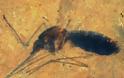 Ανακαλύφθηκε κουνούπι 46 εκατομμυρίων ετών με αίμα στο στομάχι του