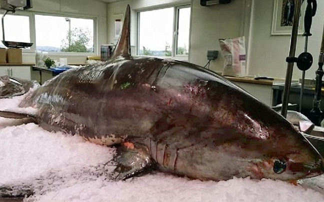 Έντονες αντιδράσεις για τον ιχθυοπώλη που πούλησε απειλούμενο είδος καρχαρία - Φωτογραφία 5