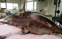 Έντονες αντιδράσεις για τον ιχθυοπώλη που πούλησε απειλούμενο είδος καρχαρία