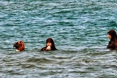 Πώς πηγαίνουν στη θάλασσα οι μουσουλμάνες;;;
