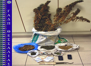 Συλλήψεις στον Τύρναβο Λάρισας για καλλιέργεια δενδρυλλίων κάνναβης, κατοχή κάνναβης και παράβαση του νόμου περί όπλων - Φωτογραφία 1