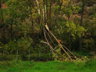 Γαλατάς: Πτώσεις δέντρων και διακοπές ρεύματος - Φωτογραφία 1