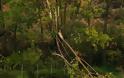 Γαλατάς: Πτώσεις δέντρων και διακοπές ρεύματος - Φωτογραφία 1