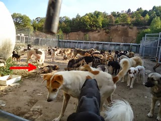 Κολαστήριο για τα σκυλιά το Δημοτικό Κυνοκομείο Φλώρινας - Φωτογραφία 3